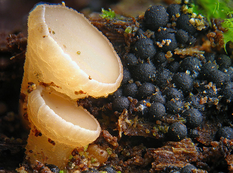 Phaeohelotium (extumescens?)